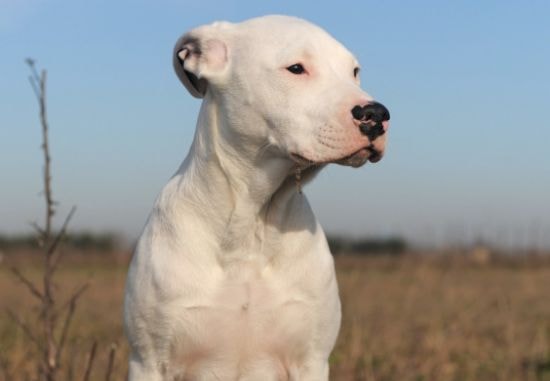 Dogo Argentino relaxando em casa