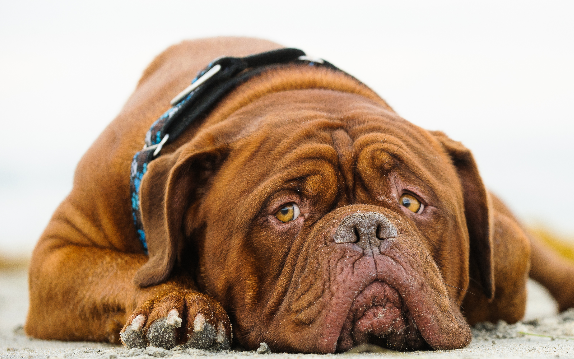 Dogue de Bordeaux com pelagem curta