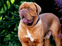 Dogue de Bordeaux histórico