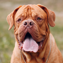 Dogue de Bordeaux com a lingua para fora