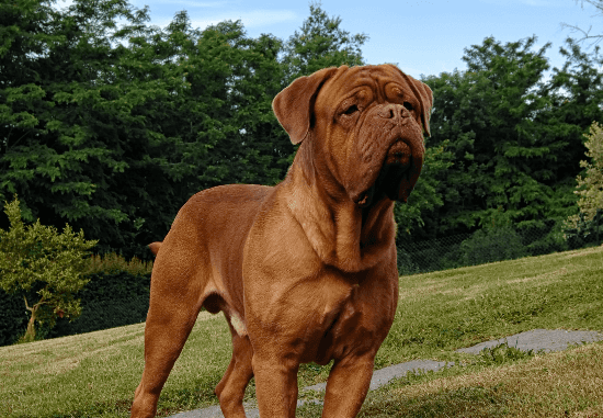 Dogue de Bordeaux com família