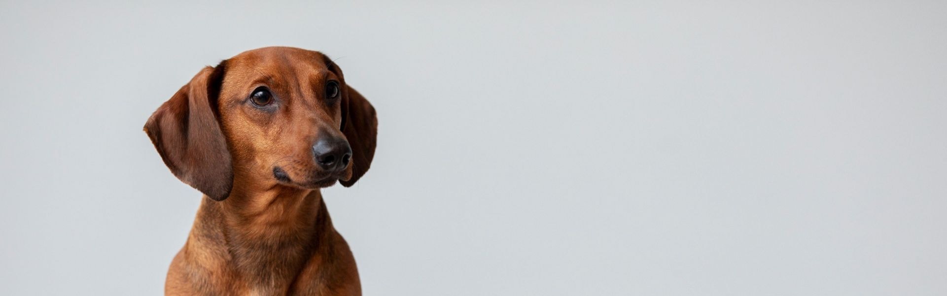 Dachshund marrom de pelo curto no campo