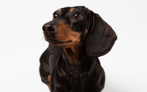 Dachshund de pelo longo