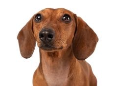 Dachshund usando roupinha no outono