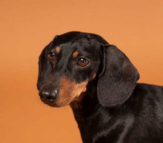 Dachshund correndo no campo