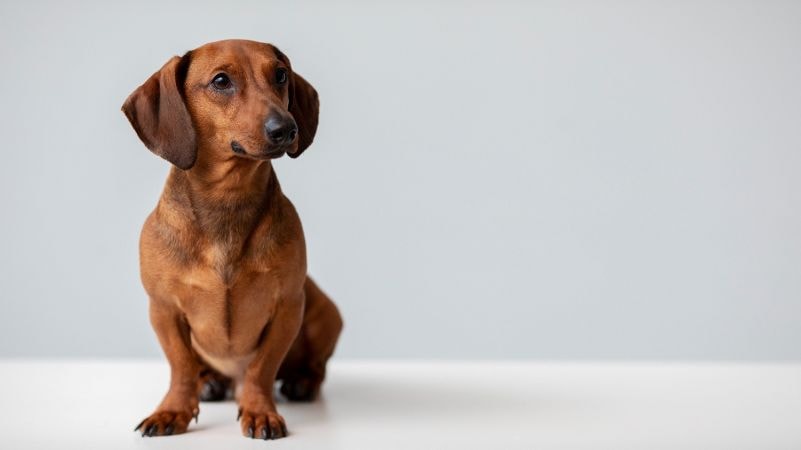 Dachshund marrom de pelo curto no campo