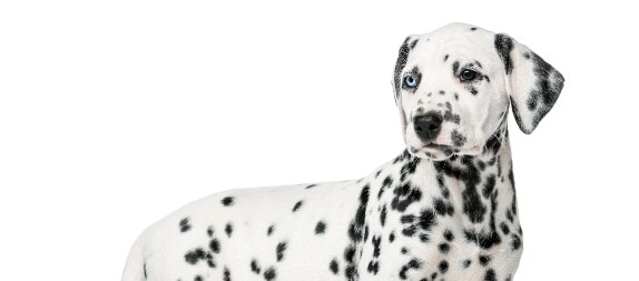 Dálmata filhote posando para foto