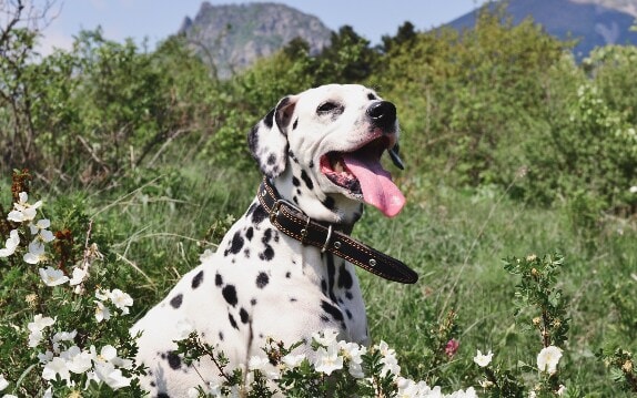Dálmata juntos de flores com semblante feliz