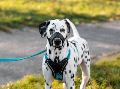 Dálmata em um campo utilizando fucinheira