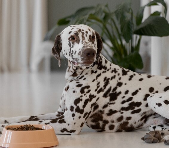 Dálmata descansando ao ar livre