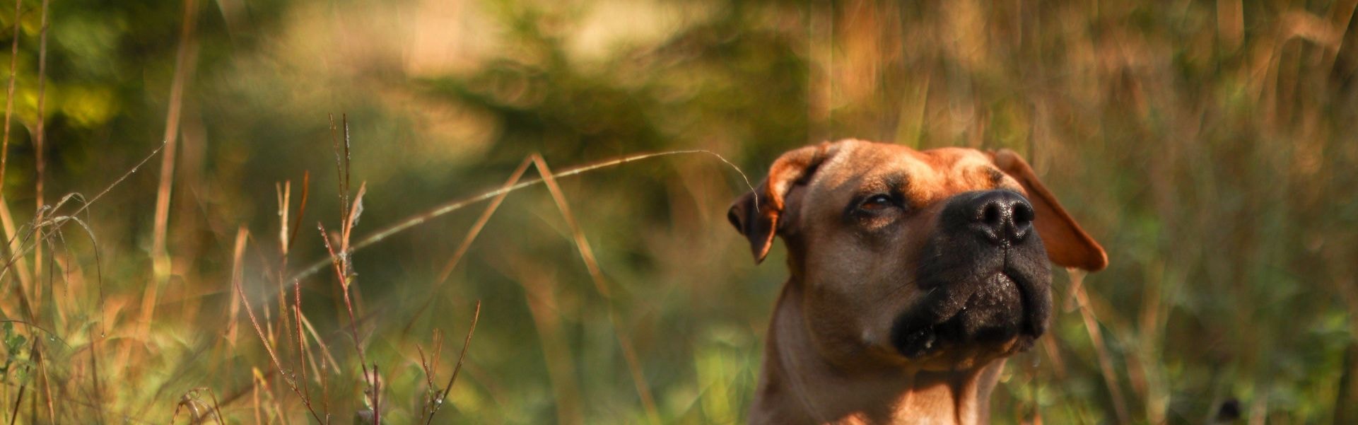 Fila Brasileiro deitado na praia com uma floresta ao fundo