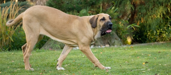 Fila Brasileiro se esticando para fazer uma caminhada no jardim