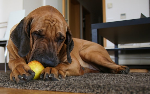 Fila Brasileiro filhote deitado no tapete preto de uma casa mordendo uma maçã