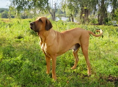 Fila Brasileiro tomando sol de pé em um campo verde