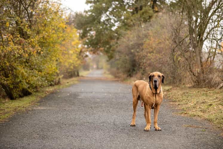 Fila Brasileiro de pé em uma estrada numa floresta afetada pelo frio do outono