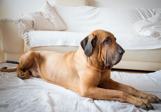 Fila Brasileiro adulto deitado sobre um lençol branco na sala de estar