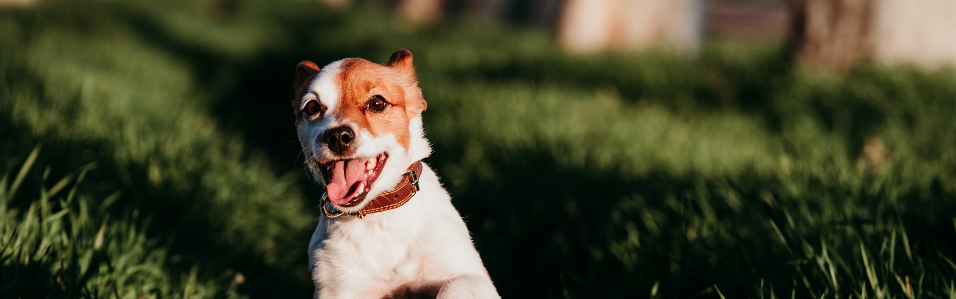 Fox Paulistinha em uma pose alegre