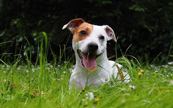 Fox Paulistinha com pelagem tricolor