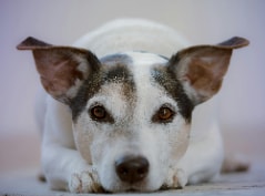 Fox Paulistinha deitada olhando atentamente para a foto