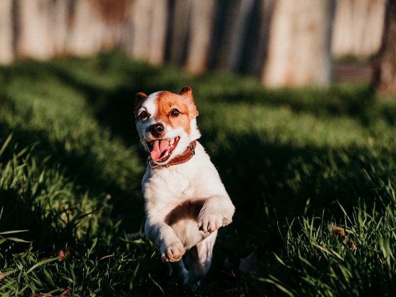 Fox Paulistinha em uma pose alegre
