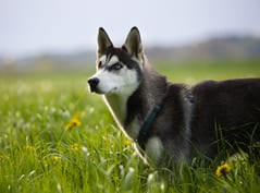Husky preto e branco olhando o horizonte em um campo de grama alta