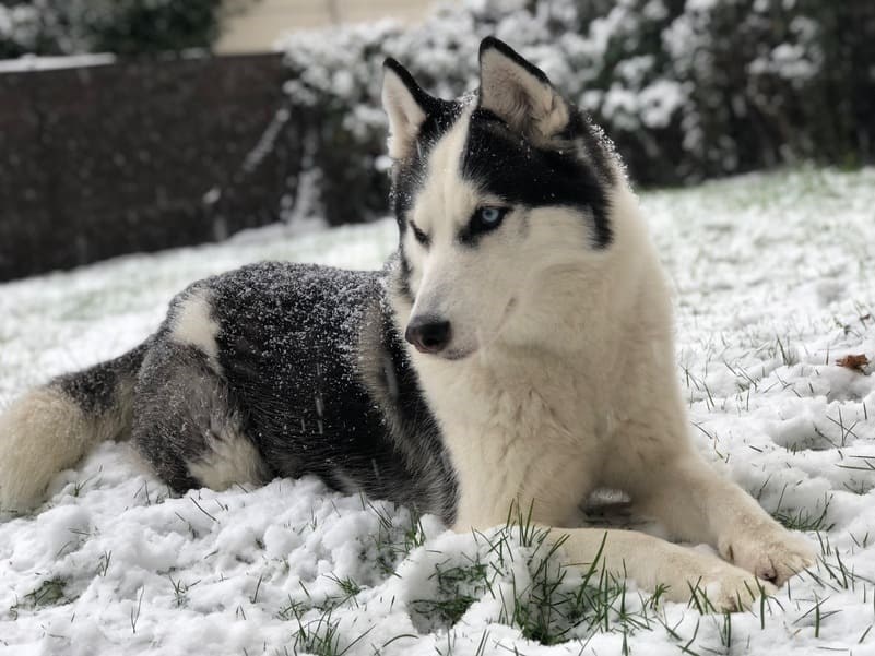 Husky Siberiano deitado na neve