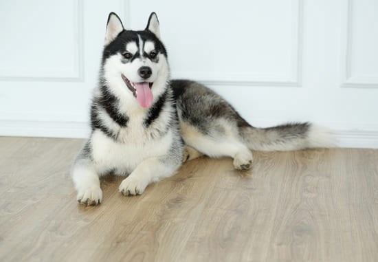 Husky Siberiano preto e branco deitado em um piso laminado com a lingua de fora