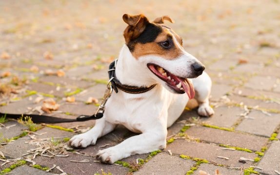 Jack Russell Terrier com pelagem lisa e bicolor