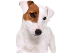 Jack Russell Terrier brincando com uma bola