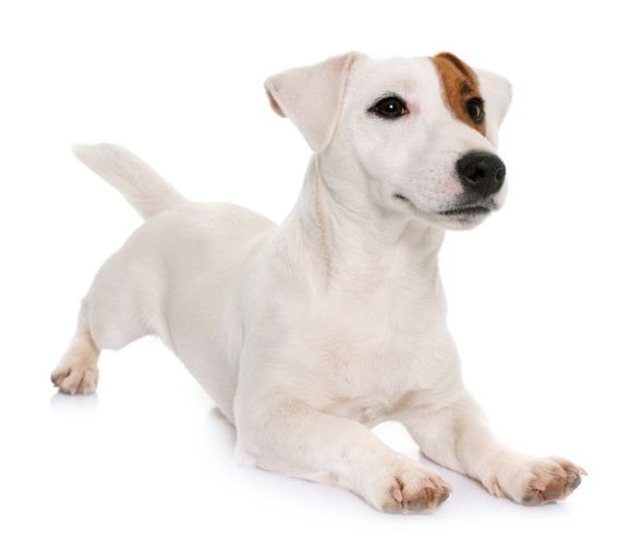 Jack Russell Terrier correndo ao ar livre