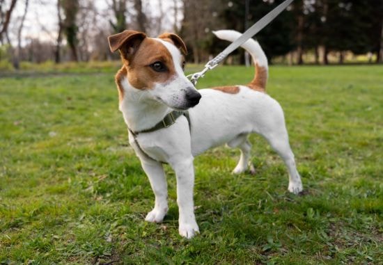 Jack Russell Terrier brincando em casa