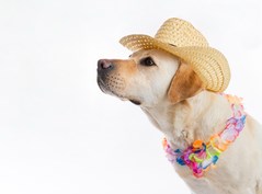 Labrador com chapéu de palha e colar de flores