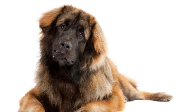 Leonberger com pelagem longa