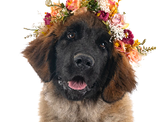 Leonberger descansando