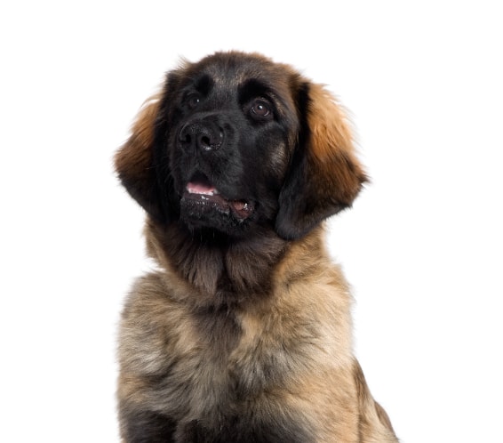 Leonberger descansando