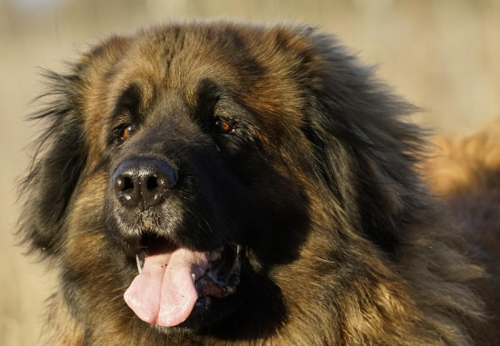 Leonberger com família