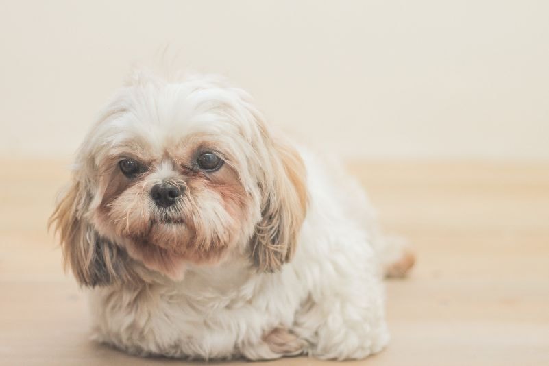 Lhasa Apso preto e cinza descabelado