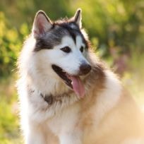 Malamute do Alasca com a língua para fora