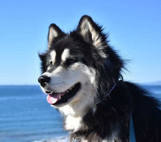 Malamute do Alasca sorrindo