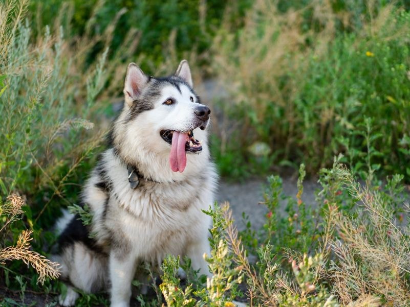 Malamute do Alasca No Campo com a lingua para fora