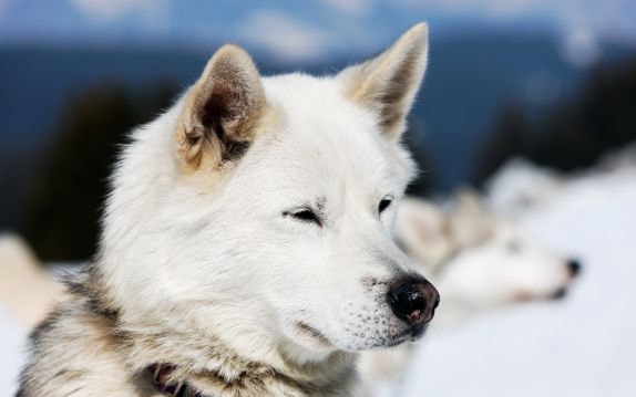 Malamute do Alasca branco