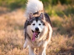 Malamute do Alasca ao lado de uma árvore no outono