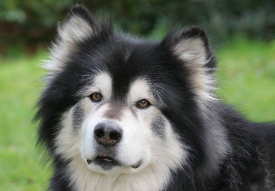 Malamute do Alasca correndo no campo