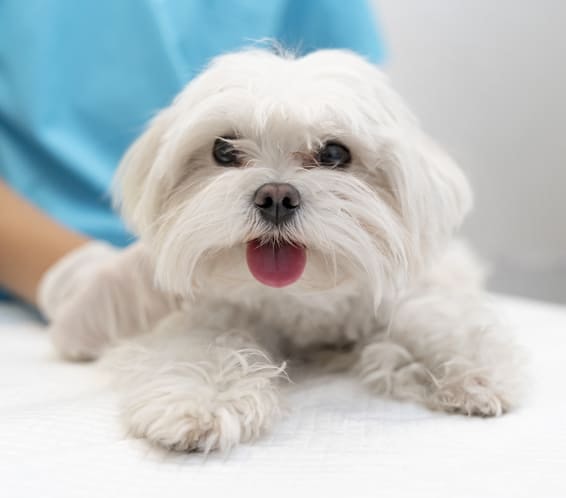 Maltês adulto deitado na maca do veterinário com a linguinha para fora