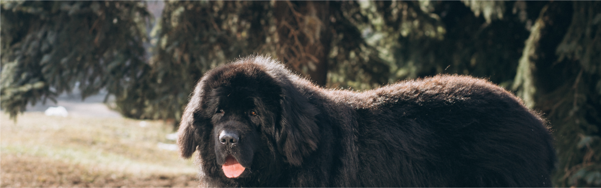 Mastim Tibetano