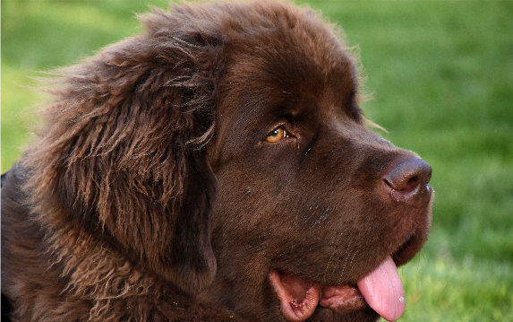 Mastim Tibetano com pelagem longa