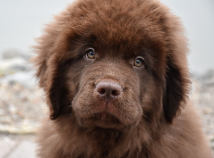 Mastim Tibetano vigilante