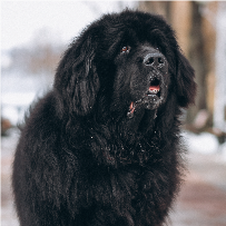 Cachorro da raça Mastim Tibetano