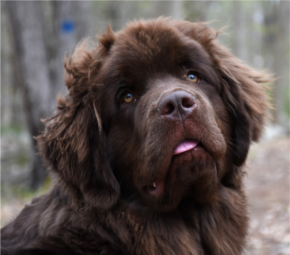 Mastim Tibetano saudável