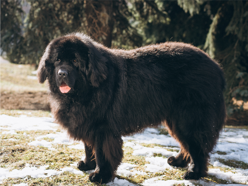 Mastim Tibetano
